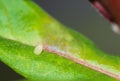 Monarch butterfly egg on milkweed leaf Royalty Free Stock Photo