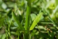 Monarch Butterfly egg on a common milkweed plant. Royalty Free Stock Photo