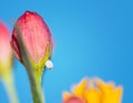 Monarch butterfly egg on milkweed flower bud Royalty Free Stock Photo