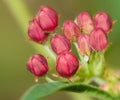 Monarch butterfly egg on milkweed flowers Royalty Free Stock Photo