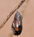 Monarch Butterfly Emerging from Chrysalis Royalty Free Stock Photo