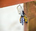Monarch butterfly emerging from chrysalis Royalty Free Stock Photo