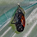 Monarch butterfly emerging from chrysalis Royalty Free Stock Photo