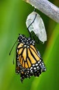 Monarch butterfly emerging from chrysalis. Royalty Free Stock Photo