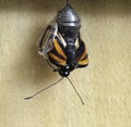 Monarch Butterfly Emerging from Chrysalis Royalty Free Stock Photo