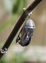 Monarch Butterfly Emerging from Chrysalis Royalty Free Stock Photo