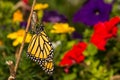 Monarch Butterfly Emerging Royalty Free Stock Photo