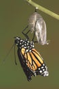 Monarch butterfly emerging from its chrysalis Royalty Free Stock Photo