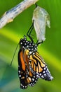 Monarch butterfly emerging from its chrysalis. Royalty Free Stock Photo