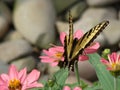 Monarch Butterfly Enjoying A Flower In The Garden