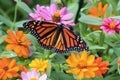 Monarch Butterfly Enjoying the Zinnias