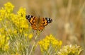 A Butterfly Playing in the Flowers