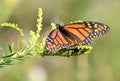 Monarch Butterfly at Exner Nature Preserve in McHenry County, Illinois Royalty Free Stock Photo