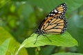 Monarch butterfly facing left closeup Royalty Free Stock Photo