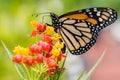 Monarch butterfly feeding