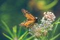 Monarch Butterfly feeding during the afternoon Royalty Free Stock Photo
