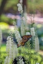 Monarch butterfly feeding on black cohosh flowers Royalty Free Stock Photo