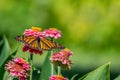 Monarch butterfly feeding on a brilliant pink zinnia flower bloom. Royalty Free Stock Photo