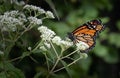 A monarch butterfly feeding on a cluster of small white flowers Royalty Free Stock Photo