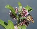 Monarch butterfly feeding on common milkweed Royalty Free Stock Photo