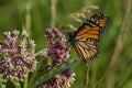 Monarch butterfly feeding on a common milkweed flower. Royalty Free Stock Photo