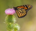Monarch butterfly feeding on common thistle flower