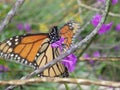 Monarch butterfly feeding