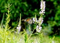 Sideview of a Monarch butterfly on a False Dragonhead wildflower