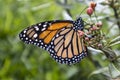 monarch butterfly Royalty Free Stock Photo