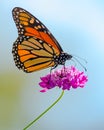 Monarch butterfly