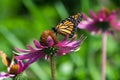 Monarch Butterfly Feeding from Flower Royalty Free Stock Photo