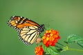 Monarch Butterfly Feeding on Lantana Royalty Free Stock Photo