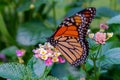 Monarch Butterfly feeding on a Lantana Royalty Free Stock Photo