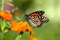 Monarch butterfly feeding on Mexican sunflower Royalty Free Stock Photo