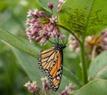 Monarch Butterfly feeding on Milkweed Flower in late summer Royalty Free Stock Photo