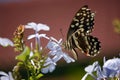 Monarch butterfly feeding. Royalty Free Stock Photo