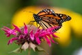 Monarch butterfly feeding on Monarda flowers