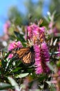 Monarch butterfly feeding on nectar of a vibrant pink Australian Bottlebrush flower