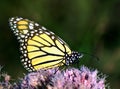 Monarch butterfly feeding on pink flower Royalty Free Stock Photo