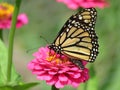 Monarch Butterfly Feeding on the Pink Flower in August