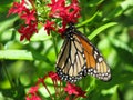 Monarch butterfly feeding on pink milkweed flower