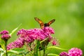 Monarch butterfly feeding on a pink swamp milkweed flower Royalty Free Stock Photo