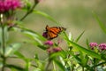 Monarch butterfly feeding on a pink swamp milkweed flower Royalty Free Stock Photo