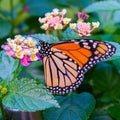 Monarch Butterfly feeding on a Lantana Royalty Free Stock Photo