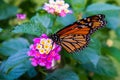 Monarch Butterfly feeding on a Lantana Royalty Free Stock Photo