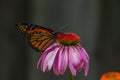 Monarch butterfly feeding on a purple coneflower in a backyard garden. Royalty Free Stock Photo