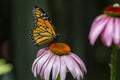 Monarch Butterfly feeding on a purple flower. Royalty Free Stock Photo