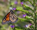 Monarch butterfly feeding. Royalty Free Stock Photo