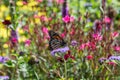 Monarch butterfly feeding on a purple flower in a meadow in a botanical garden in California Royalty Free Stock Photo