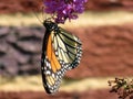 Monarch Butterfly Feeding on the Purple Flower Royalty Free Stock Photo